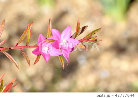 三鷹中原に咲くピンクのクロウエア（サザンクロス） 42757644