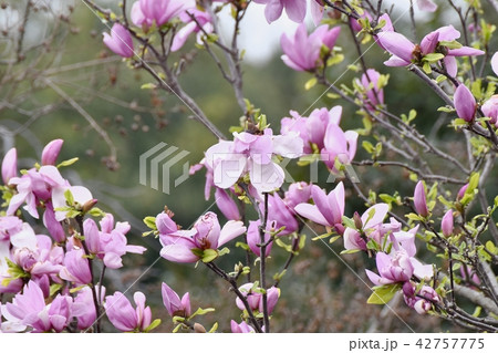 三鷹中原に咲くサラサモクレン 42757775