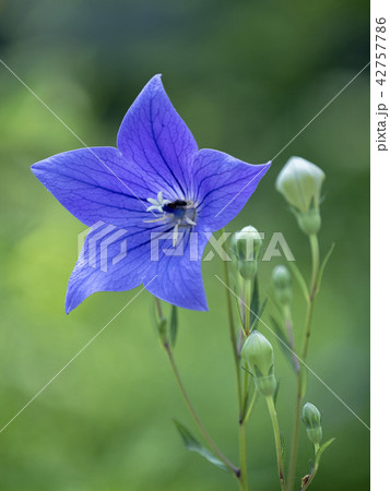軽井沢植物園 キキョウ 軽井沢植物園 キキョウ 42757786