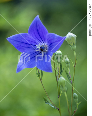 軽井沢植物園 キキョウ 軽井沢植物園 キキョウ 42757787
