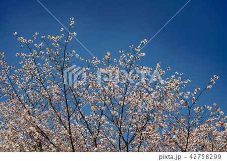 桜 金立公園 桜 金立公園 42758299