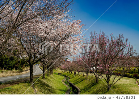 桜 金立公園 桜 金立公園 42758301