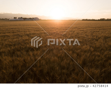 小麦畑の空撮 42758414