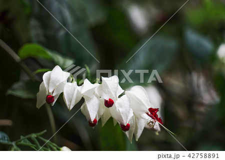 ゲンペイカズラ（源平葛） 42758891