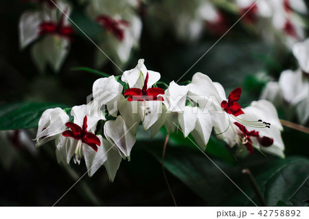 ゲンペイカズラ（源平葛） 42758892