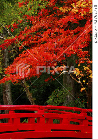 紅葉　 42762738