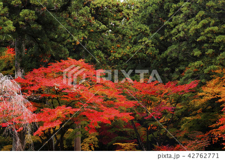 紅葉 紅葉 42762771