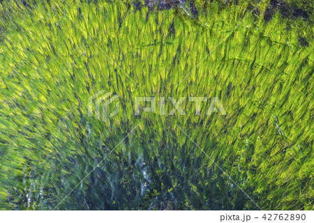 水中のバイカモを俯瞰で見る 水中のバイカモを俯瞰で見る 42762890