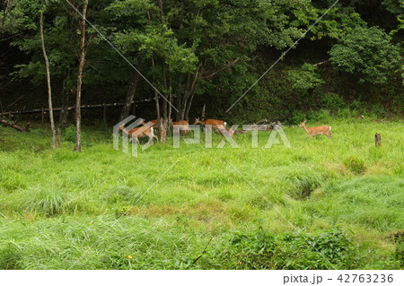 湯の平湿原の野生の鹿 湯の平湿原の野生の鹿 42763236