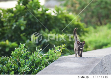 緑の中のかわいいサビ猫の子猫の写真素材