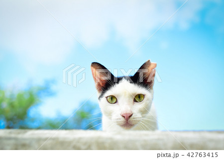 青空背景 上からのぞくおかっぱ頭の猫の写真素材