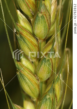 自然 植物 オオムギ、五月中旬。順調に成熟期を迎えつつある六条大麦の穂 自然 植物 オオムギ、五月中旬。順調に成熟期を迎えつつある六条大麦の穂 42763912