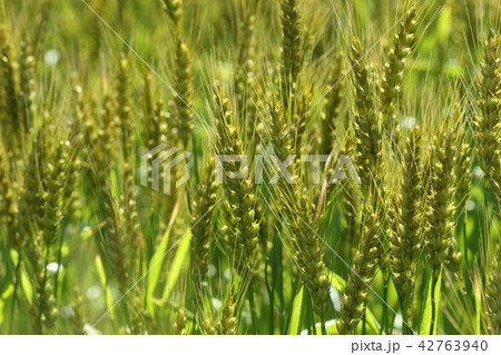 自然　植物　オオムギ、麦秋というには少し早い？五月中旬の麦畑 42763940