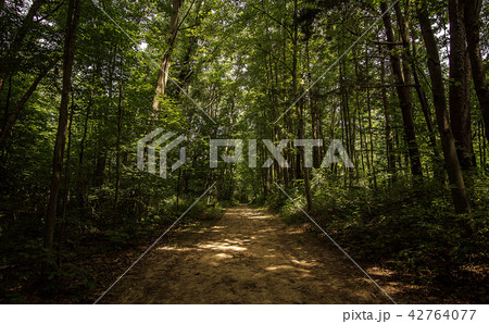 A Wooded Michigan Trail A Wooded Michigan Trail 42764077