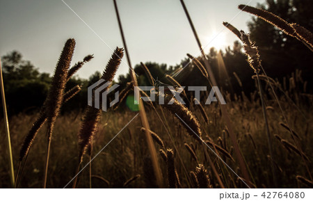 A Grasshopper Perched In A Pasture 42764080