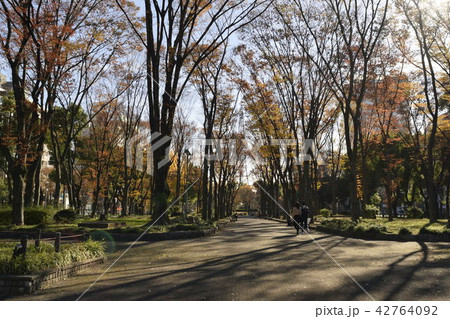 晩秋の久屋大通公園 晩秋の久屋大通公園 42764092