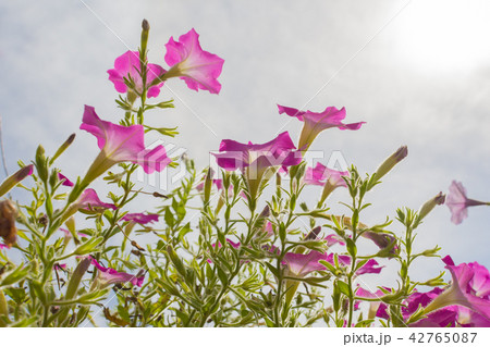 pink flowers against sunlight 42765087