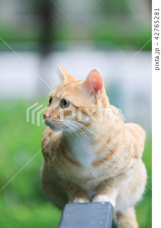 homeless cat at hong kong out door park homeless cat at hong kong out door park 42765281