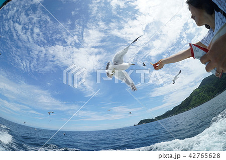 積丹ブルーとカモメ① 42765628