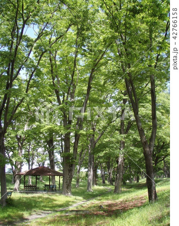公園 公園 42766158