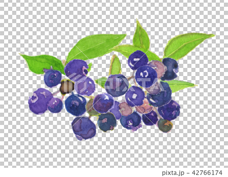 ブルーベリー　ラビットアイ　Vaccinium virgatum  42766174