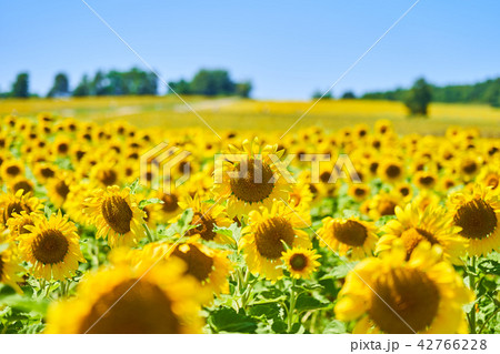 北竜町ひまわりの里のヒマワリ 42766228