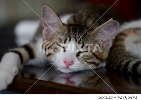 かわいい子猫イメージ素材 遊び疲れて おやすみなさいの写真素材