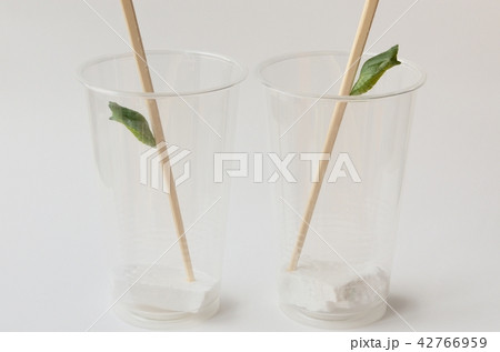 ナミアゲハの蛹 ナミアゲハの蛹 42766959