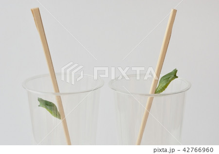 ナミアゲハの蛹 42766960