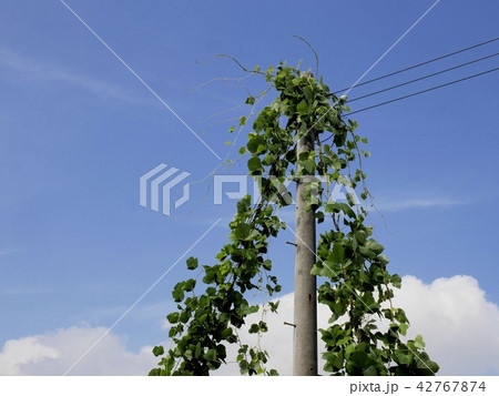 電柱に絡みついている葛 42767874