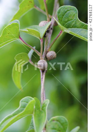 とろろ芋の零余子　 42768117