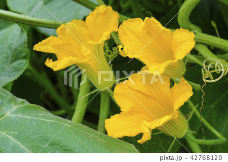 カボチャの花 カボチャの花 42768120