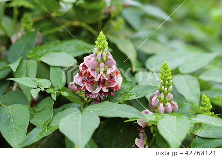 アピオスの花 の写真素材 アピオスの花 の写真素材
