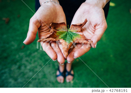 Yellow autumn leaves in the palm of a girl. 42768191