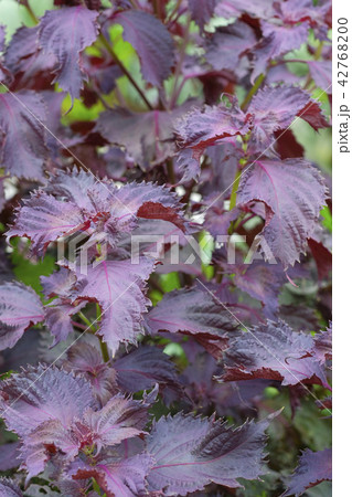 赤ジソの花と実 42768200