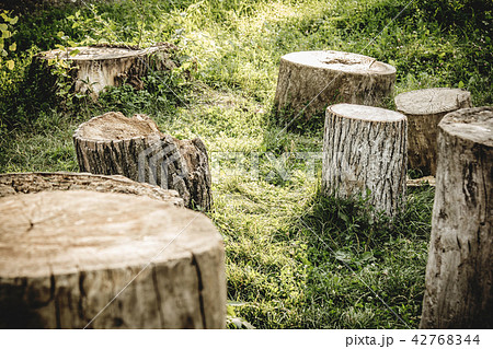 Closeup tree stumps among a forest, high resolution Closeup tree stumps among a forest, high resolution 42768344