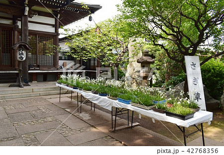 成城妙法寺のさぎ草 42768356