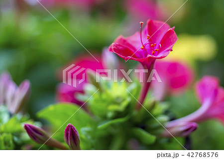 夏の花　オシロイバナ 42768576