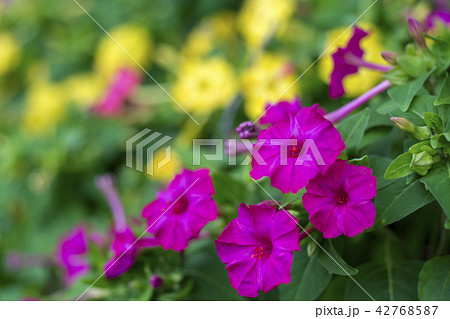 夏の花　オシロイバナ 42768587