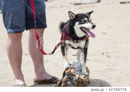 柴犬 鳥羽 しば 42768776