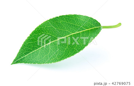 Pear leaf isolated on white 42769075