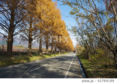 紅葉のメタセコイア並木 紅葉のメタセコイア並木 42769199