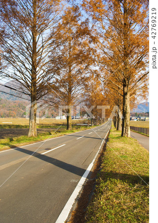 紅葉のメタセコイア並木 紅葉のメタセコイア並木 42769219