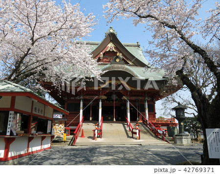 桜が咲く柏市の布施弁天東海寺（本堂） 42769371