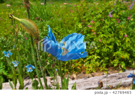 青いケシ　ケシの花 42769465