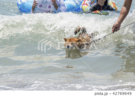 海水浴場で海を泳ぐかわいい柴犬 42769649