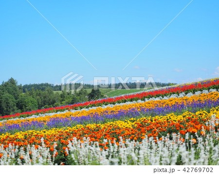 美瑛の色彩の丘 美瑛の色彩の丘 42769702