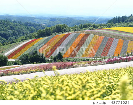 美瑛の色彩の丘 42771022