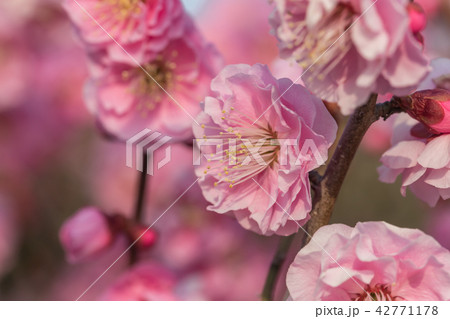 八重咲き紅梅 42771178