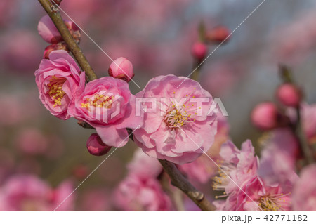 八重咲き紅梅 八重咲き紅梅 42771182